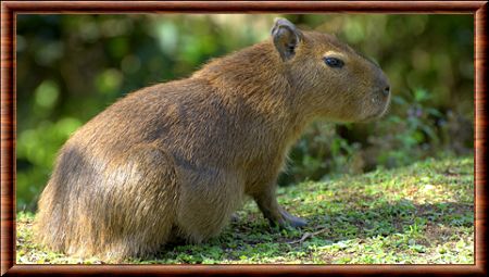 Capybara Capybara