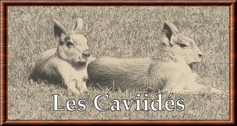 Caviidae Caviidae