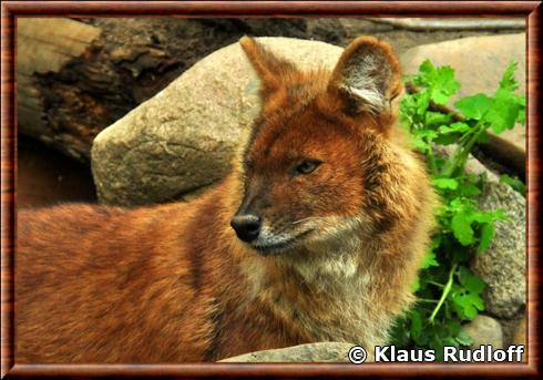 Genre Canidae Dhole-portrait