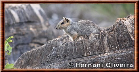 Cobaye acrobate Kerodonacrobata