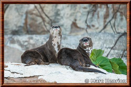 Loutre à cou tacheté Loutre-a-cou-tachete