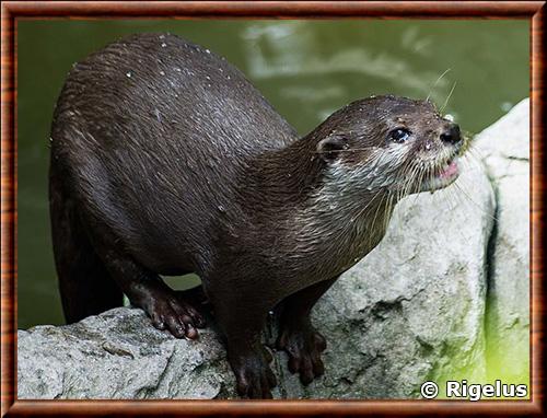 Loutre de Sumatra Loutre-de-sumatra