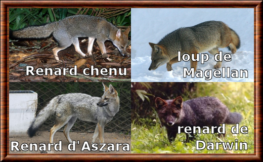 Genre Canidae Lycalopex