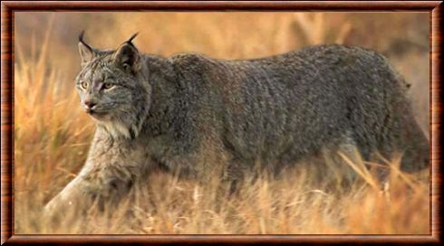 Lynx du Canada Lynxducanada