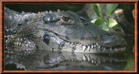 Genres crocodiliens Melanosuchus
