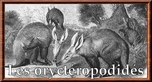 Orycteropodidae Orycteropodidae