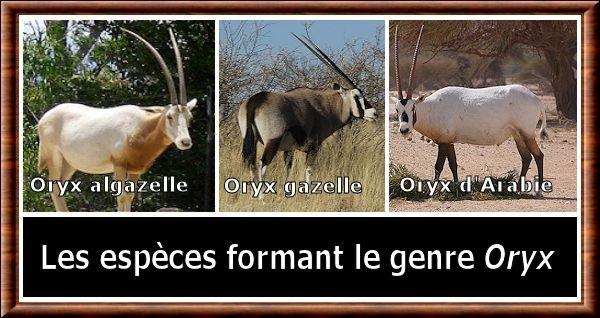 Genres bovidés - Page 2 Oryx-genre