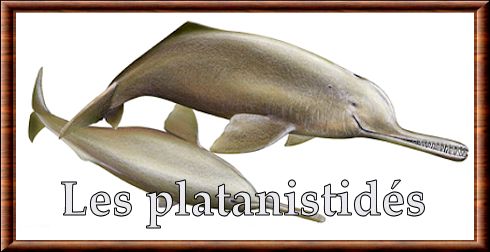 Les platinistidés Platanistidae