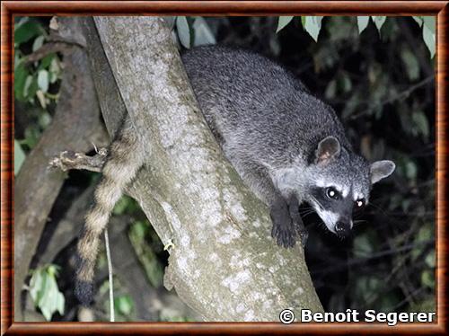 Raton laveur du Panama Procyon-lotor-pumilus