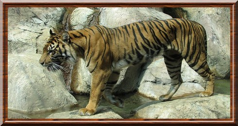 Tigre de Sumatra Tigredesumatra