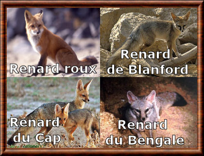 Genre Canidae - Page 2 Vulpes