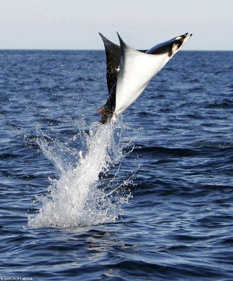 Animales - Naturaleza - Página 15 Manta-ray-jumping-out-of-the-water