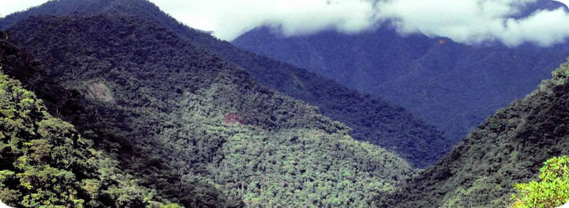 Peru Manu-national-park-peru