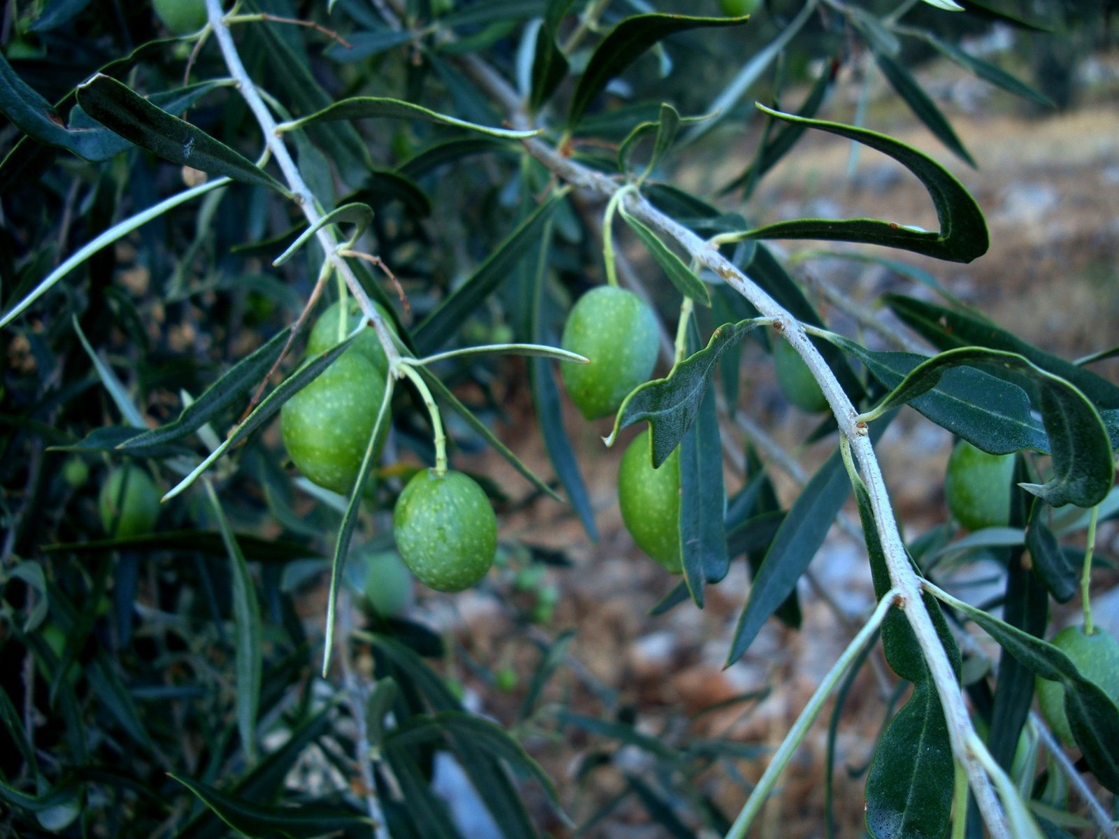 Anadoludan Meyve Resimleri Çağla Kavun Zeytin Üzüm Dal%C4%B1nda-zeytin