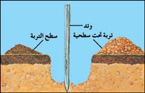 تعرف أنت أيها الكشاف وانت ياأيتها المرشدة على الأشجار وأنواعها Treepic25