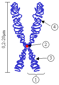  علم الأحياء Chromosome