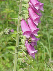 سبحان الله كم هي جميلة لكنها ......سامه Digitalis_purpurea2