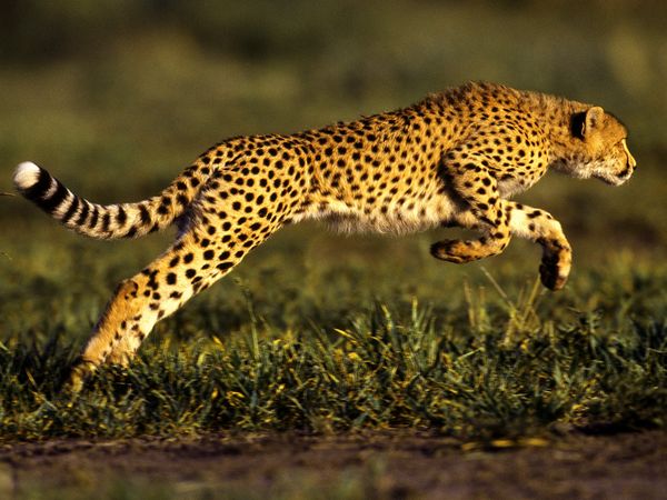 هل تعلم؟ معلومات طريفة  Cheetah_jump