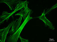 الهيكل خلوي ... سنة اولى بيولوجيا MEF_microfilaments