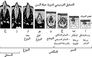 نِعـــم الله ( حرف الـ س ) 300px-%D8%AA%D8%B7%D9%88%D8%B1_%D8%A7%D9%84%D8%A3%D8%B3%D9%86%D8%A7%D9%86