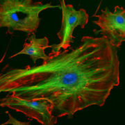 الهيكل خلوي ... سنة اولى بيولوجيا 180px-FluorescentCells