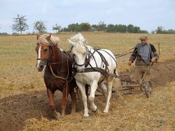 التعرف على الزراعة 250px-HorseAndPlough