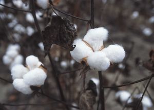 موضوع متكامل وشيق عن القطن  300px-CottonPlant