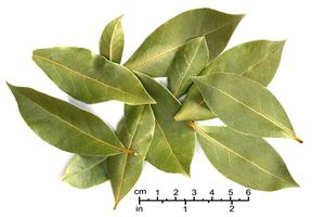 انواع التوابل بالصور 300px-BayLeaves