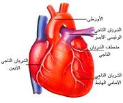 الموسوعة الثقافية العلمية عن جسم الأنسان  180px-Heart