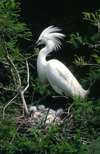 طائر مالك .. الحزين ... 200px-Egretta_thula1