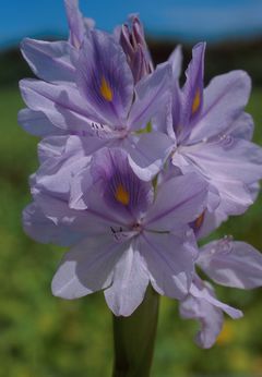 وردة ولااااااا قنبلة - صفحة 7 240px-Water_hyacinth_bloom