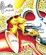 نِعـم الله ( حرف الهمزة )  180px-Earinside