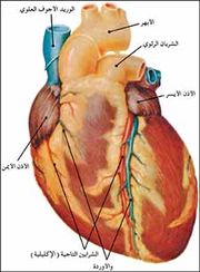 الموسوعة الثقافية العلمية عن جسم الأنسان  180px-Heartanatomypic1