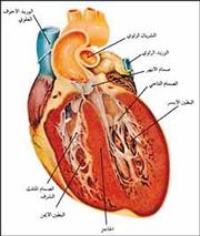 الموسوعة الثقافية العلمية عن جسم الأنسان  180px-Heartanatomypic2