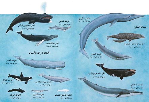 هل تعلم ان الحيتان تقطع  8500 كيلو متر عبر المحيطات من اجل الزواج 500px-Whalepic3