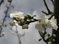 2 تتمة المسابقة 120px-Plum_blossoming