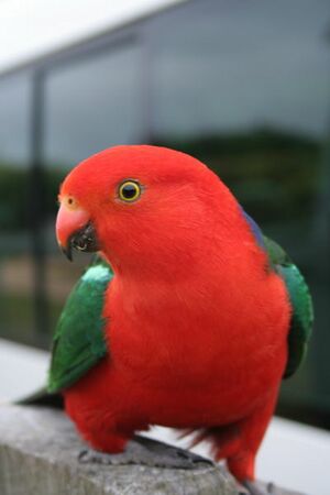 صورة اليوم 300px-Australian_King-Parrot