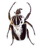 شركة لمكافحة الحشرات تماما بالرياض اقوى مبيد حشرات بالرياض  150px-Goliath_beetle