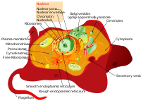 الهيكل خلوي ... سنة اولى بيولوجيا 200px-Animal_cell_structure.svg