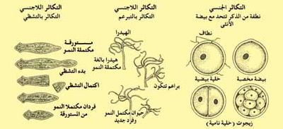 الهيدرا 400px-Animalspi6