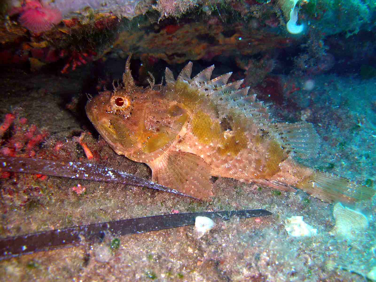 Škrpina (Scorpaena scrofa) DSCN1296a%20Scorpaena%20porcus.jpg_20079819529_DSCN1296a%20Scorpaena%20porcus_0