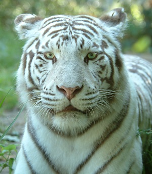 Bekijk een karakter blad Tijger