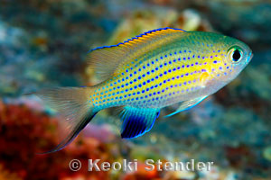 Damsels Chromis-vanderbilti-5