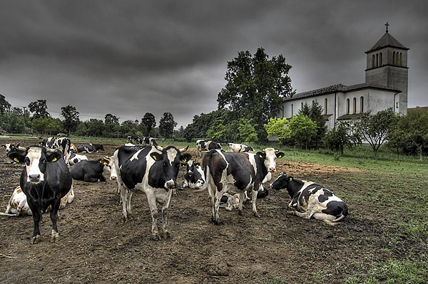 Krave i bikovi Vojvodina_krave_crkva_hdr