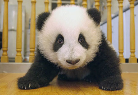 Les pandas Baby_panda