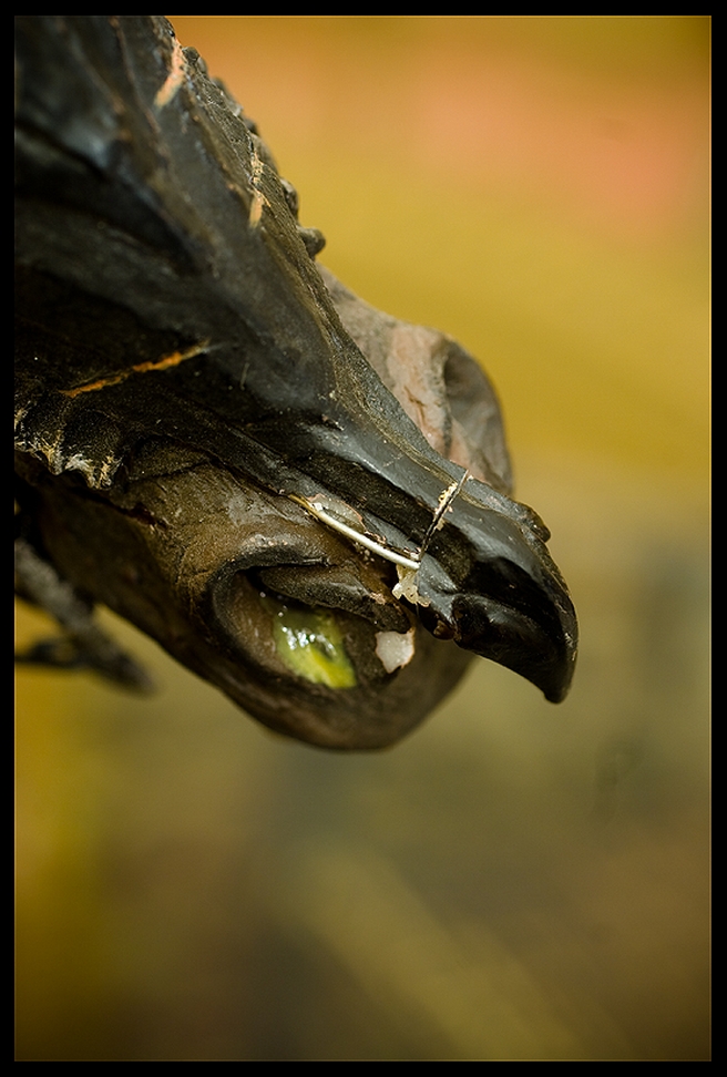 NAZGUL STEED NAZGUL_STEED_WETA_BUST_05__Copier_