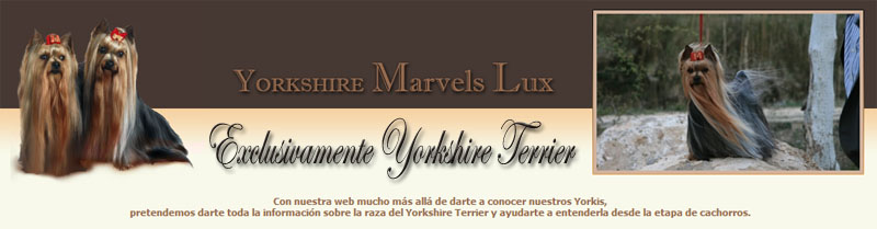 Mi web Banner-web