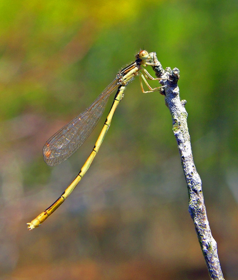 Libélulas Partenogénicas: ¿Sobran los Machos? WSr--Ischnura_hastata_14A_--_17-Apr-05