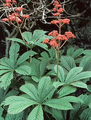 Rodgersia Rodgersia_aescifolia