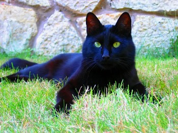 Ficha de Sauce Sombrío Gato-europeo-negro